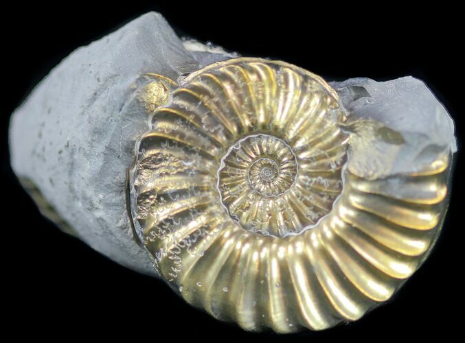 Pyritized Pleuroceras Ammonite Cluster - Germany #60261